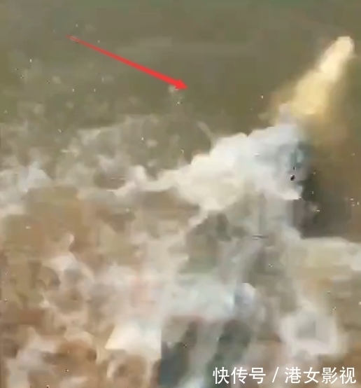 水老虎|江苏一大爷钓上“水老虎”,放鱼护却跑了,网友:估计半年睡不好