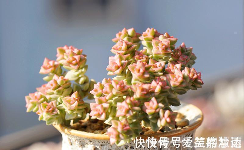 多肉植物的4大敌人,打败它们,让多肉长命百岁