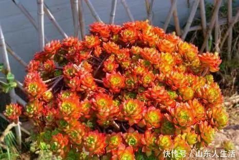 祝你好运|李大姐养多肉10多年,总结6个好品种,新手也能养成“漂亮老桩”