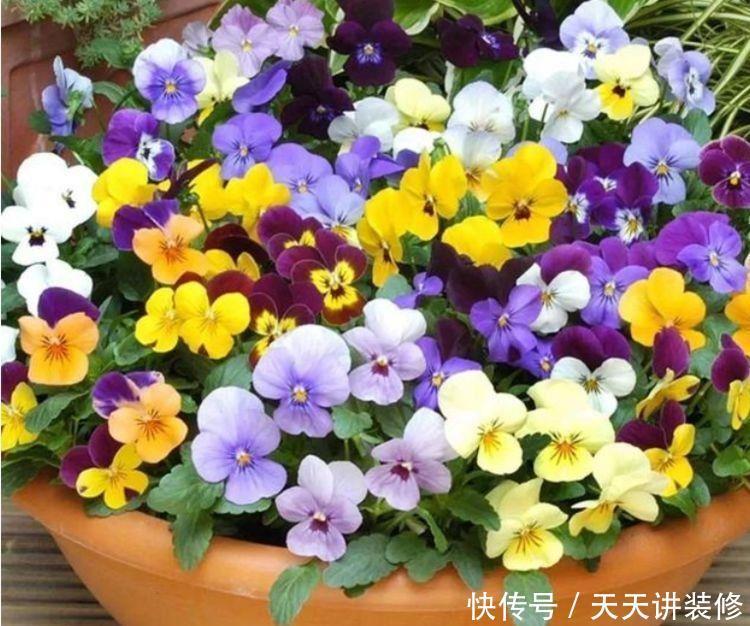 适合新手养的4种花,花期长花量大,枝头花苞满,美极了