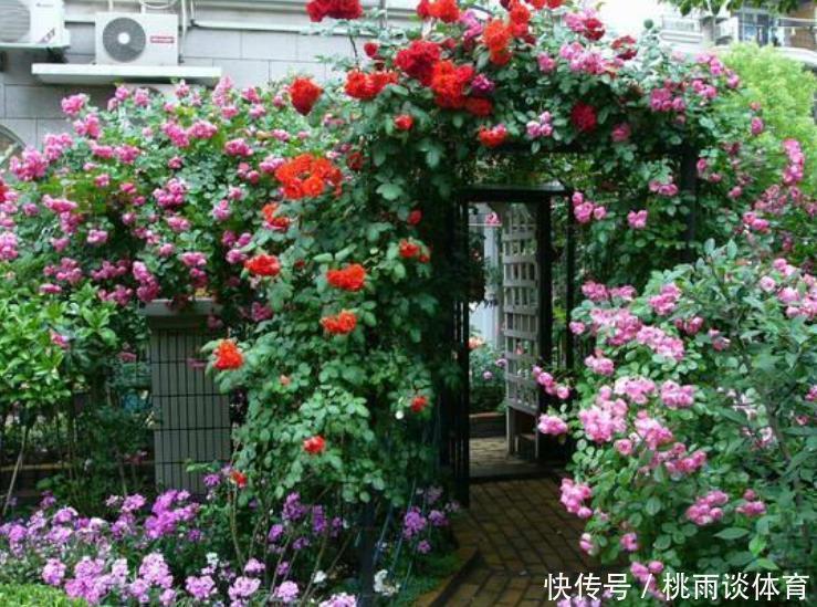 院子交给爱花的婆婆打理,满园花卉,太美了,拍给大家瞧瞧