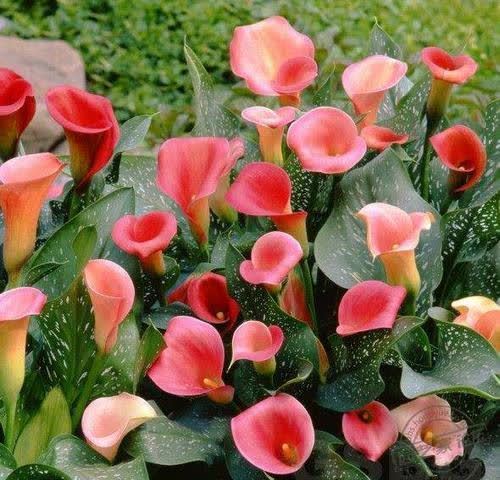 三月种上这些花，满足大水大肥大太阳，长势喜人装满盆！