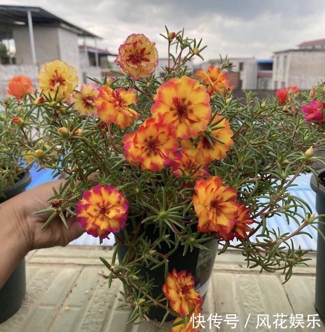 养护|想让太阳花“满盆”冒花苞有2个“关键”方法,保准有用