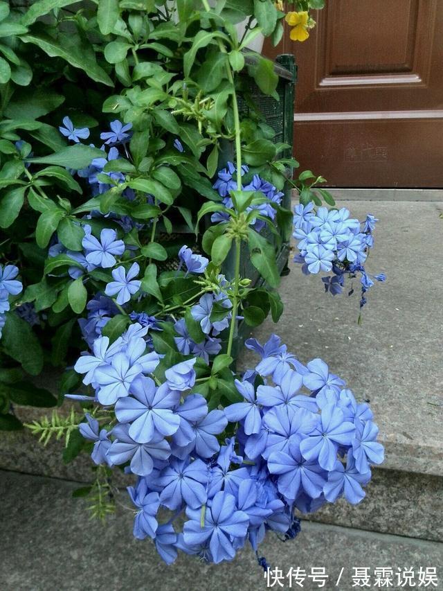 4种花很“好养”，阳台种1盆，一年开花200天，真正的开花机器