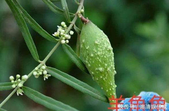 孩子|农村孩子常吃的6种野果,茶泡上榜,城里人可能只认识2种