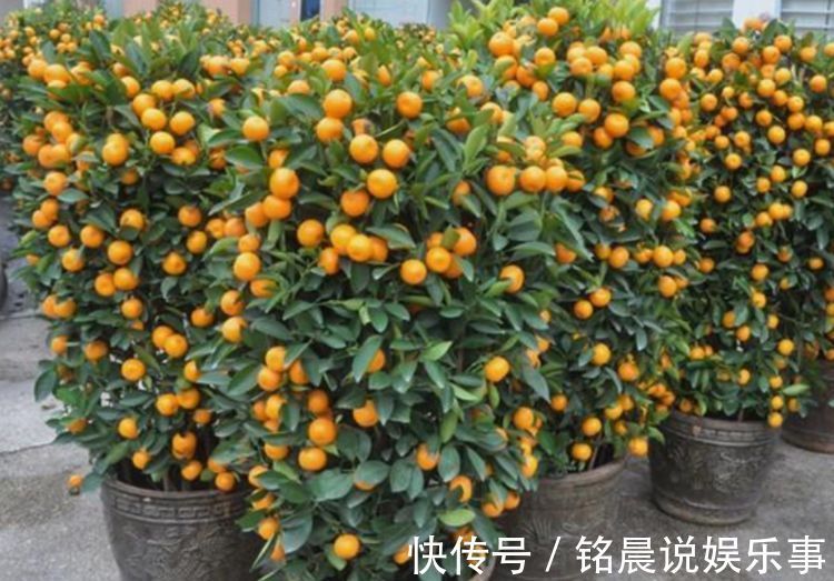 4种花，耐寒又耐热，养护简单，开花漂亮，小白也能养爆盆