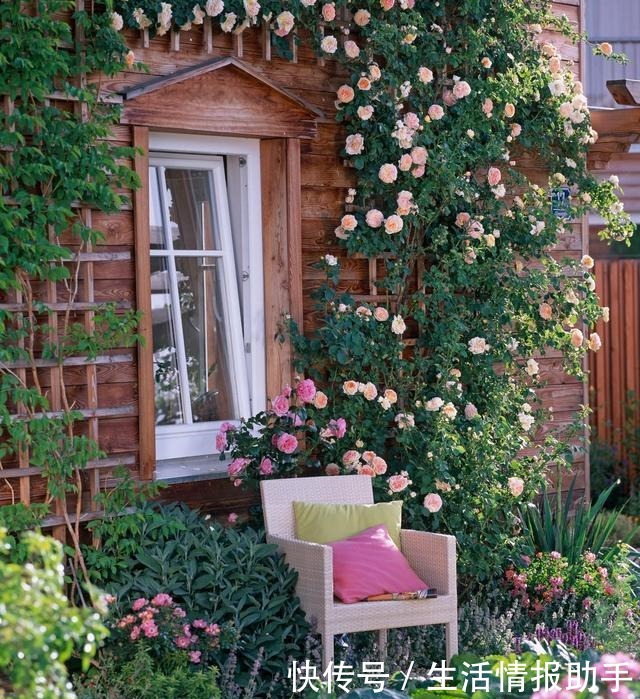 藤本月季三年才成型不,选择这3个品种,一年就能给你一面花墙!