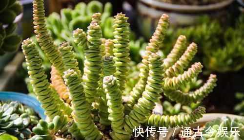 胖乎乎|养多肉有4忌,避开了才能长得胖乎乎,独苗变成群生小老桩