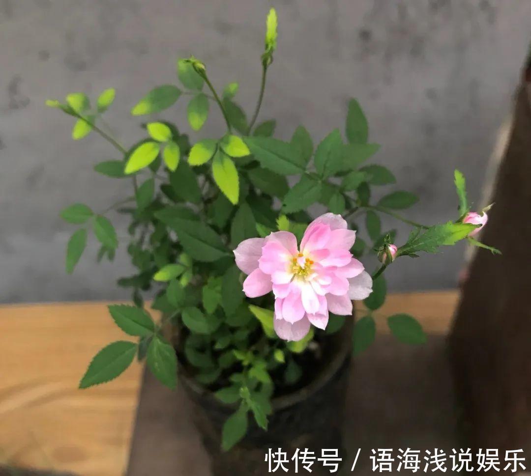 君子兰越小越值钱,养了4年,只有硬币大!