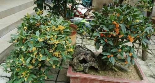 这几种盆栽最适合当传家宝，养一棵能传十代，长寿旺福又聚财