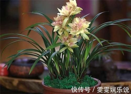 兰花总是不长新根,发出来的小苗也不长,怎么办?