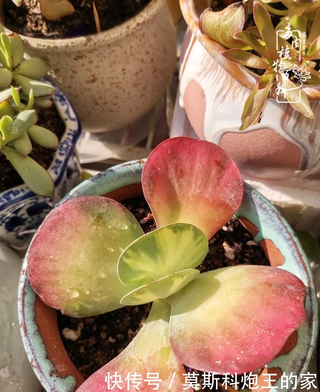 回顾令人难忘的2020年!2021,我定不负美肉不负众望!