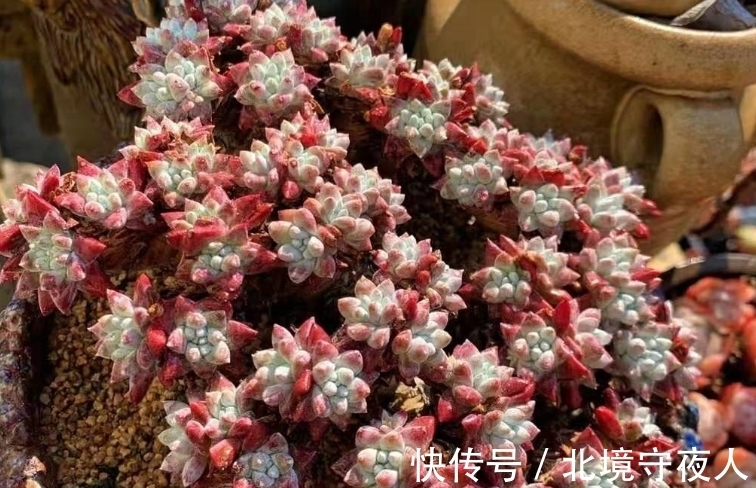 入手了白菊多肉不知道用什么花盆栽种?建议优先选择这三种花盆