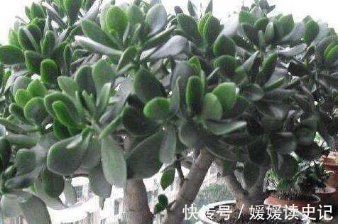 养玉树,学2招1盆变10盆,3点养护非常关键,快瞧瞧吧