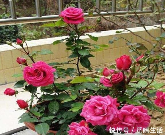 盆栽|家里养上这“3种花”,什么甲醛、灰尘都少了,空气轻松变洁净