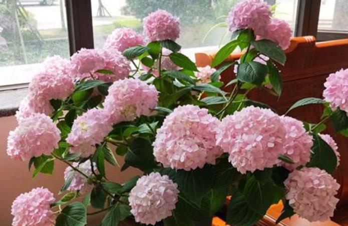 4种花自带财运,家里养一盆,30天不浇水照样生长,一年开花不断