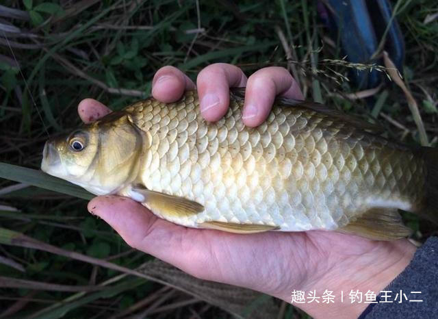 冬季|冬季钓鲫鱼,不注意这些基础知识,就是白白浪费上鱼良机