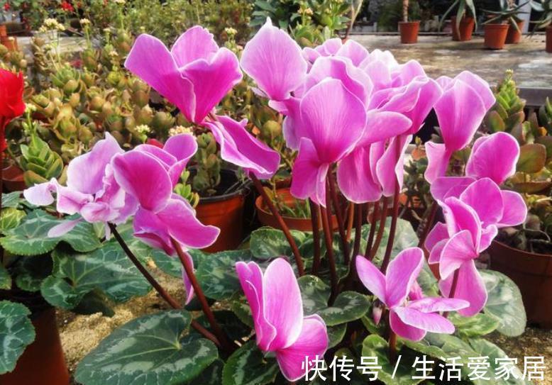 秋天逛花市,5种花值得入手,带回家好养护,皮实健壮开花美