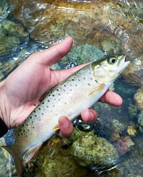 鲜美|山里一种鱼,人称“细鳞子”,300元1斤,比刀鱼鲜美却少有人知