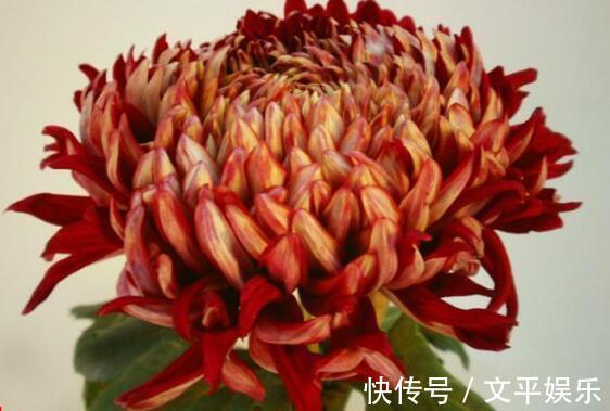 喜欢菊花,不如养盆“菊中珍品”,美丽妖娆,优雅大气