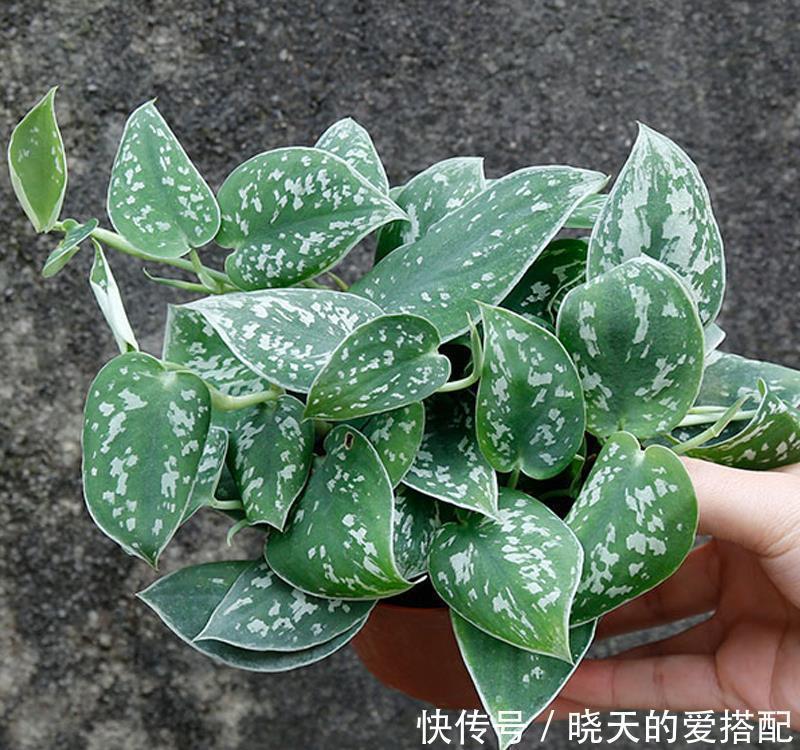 绿萝样式品种原来这么多,来看看你都认识哪一种,有没有惊艳到你