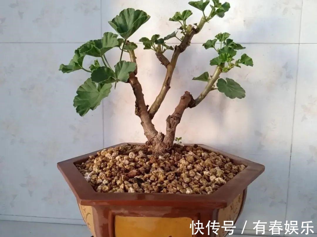 玛格丽特|现在养花要重剪,剃光头,撸光叶,越狠越爆盆