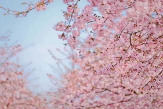 梅花、樱花、玉兰、二月兰……松江早春赏花图鉴来了