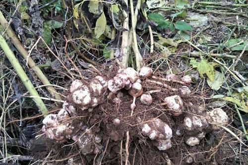 下饭|扔土里就猛长,腌咸菜是一绝,以前拿来下饭,如今想铲除却很难