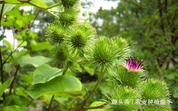  牛蒡有“东洋参”的美誉，营养丰富，掌握四点，种出优质的牛蒡