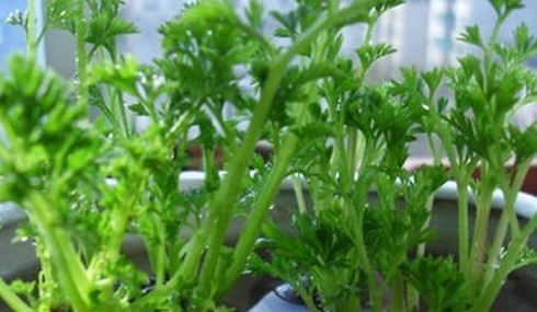 3种蔬菜，被称为“补血菜”，阳台盆栽上几盆，足足吃一年！