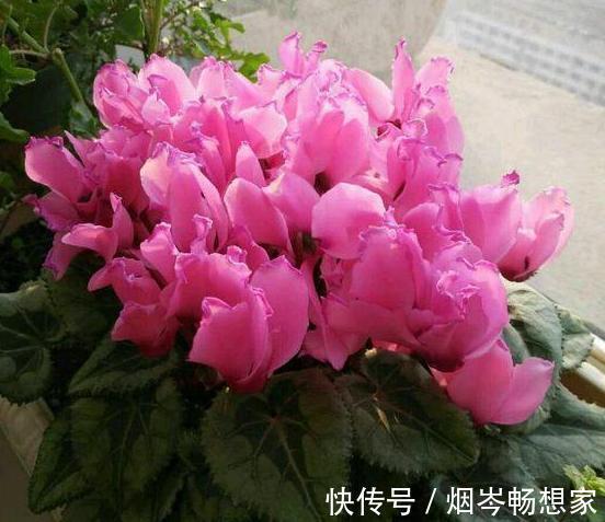 管理|日常养护仙客来难围绕5点管理,盆栽株型美、叶片密、开花多