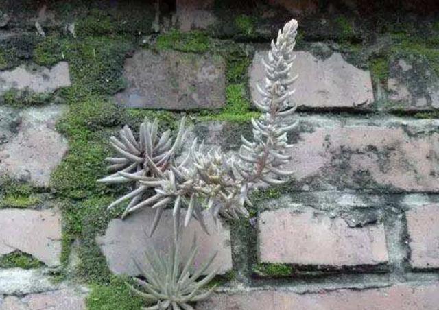 瓦房上的1种“多肉”,都叫它“野草”,殊不知用处大,别拔