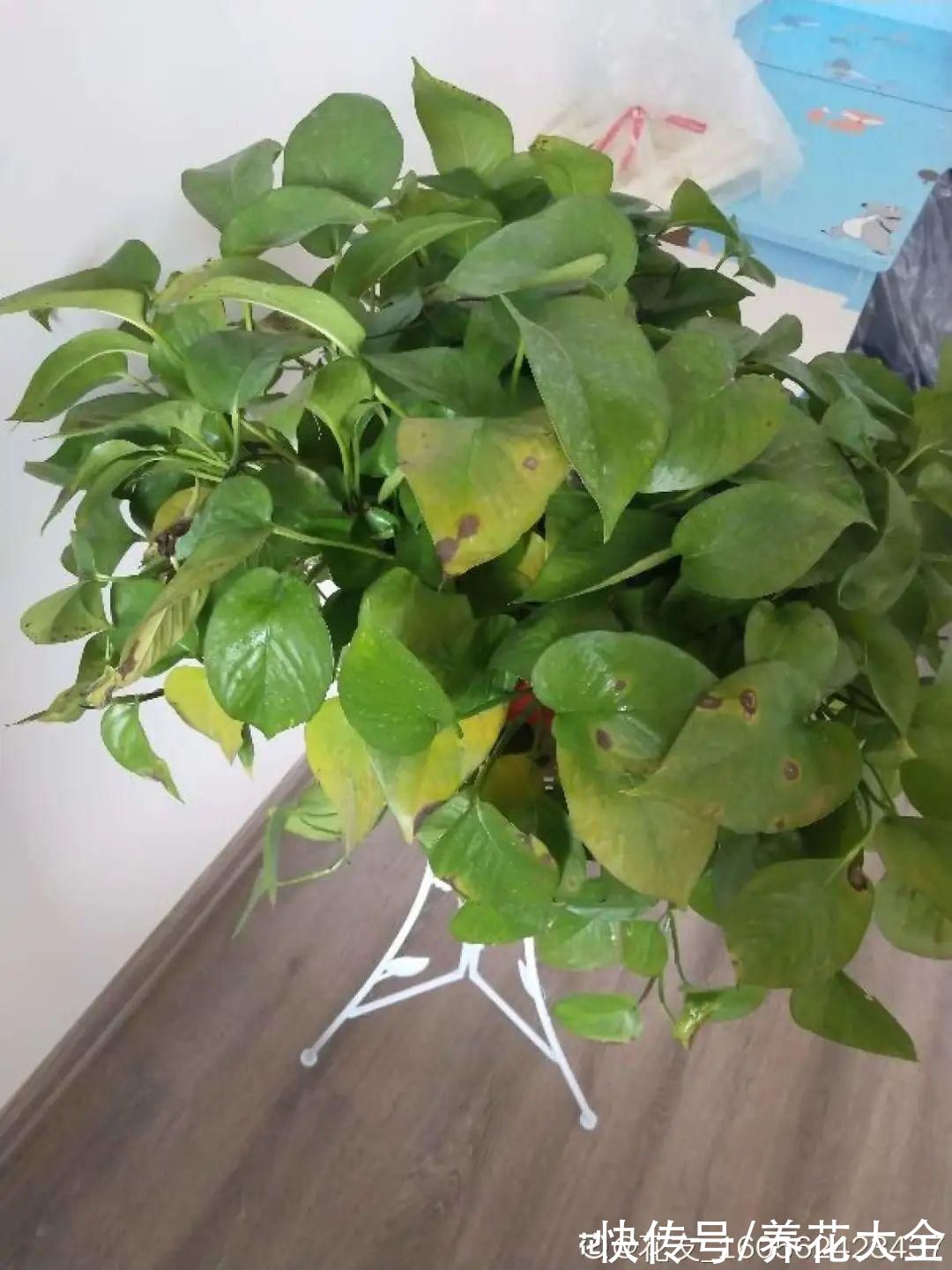 10种“怕晒花”,越晒死越快,半阴地儿反倒长得旺