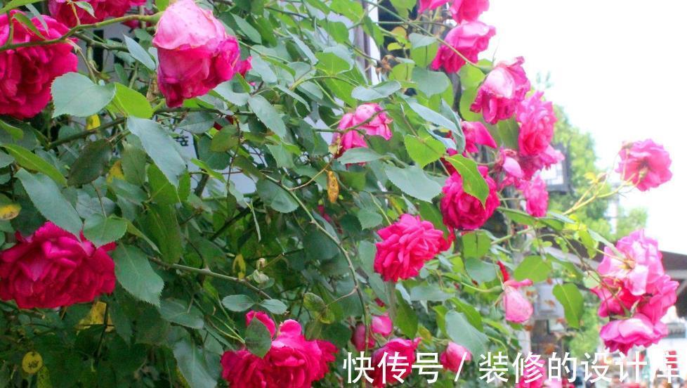 叶绿花艳|月季这样养,花开越多,花朵越大,花苞挂满枝头