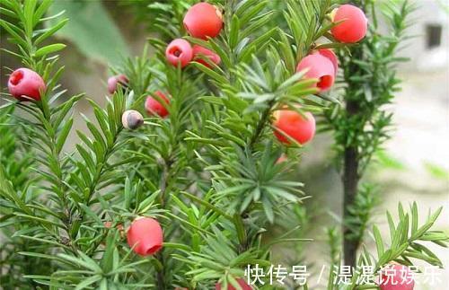 红豆杉|红豆杉可以家养,做好这几点,能开花结果,价值高