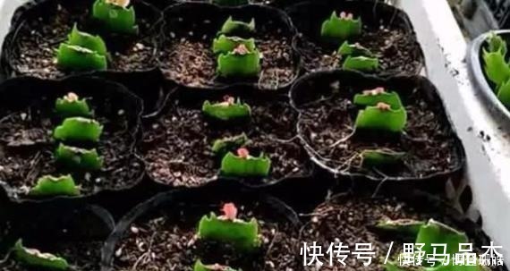 蟹爪兰喷点这个水，叶片杠杠厚，呼呼冒新芽，10年不烂根