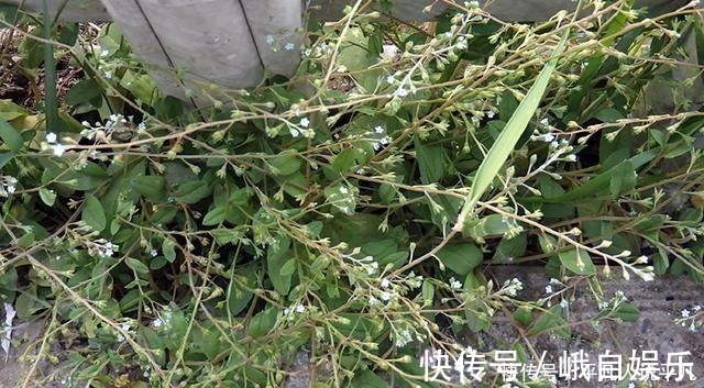 荠菜|农村1种“趴地菜”，如今60元一斤却没人种，以后见到别错过