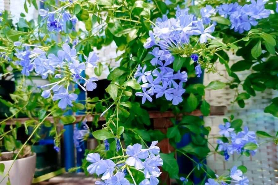 让蓝雪花开花更多,天天开花,开成花墙的“两个”方法