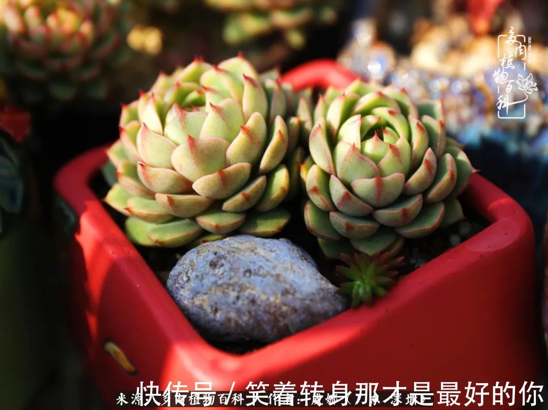 曾经的美肉,谢谢你们都惊艳过时光,谢谢你们都陪过我!