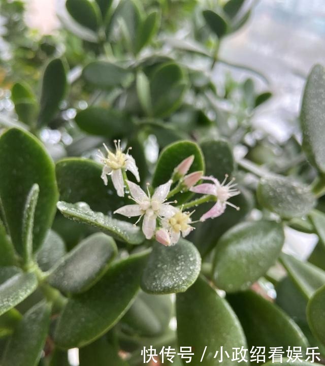 养了二十年的玉树开花了