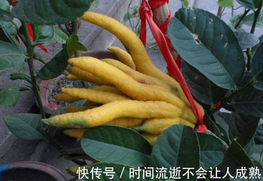 浓郁|此花香气浓郁，千姿百态，被称为果中之仙品，代表着吉祥和幸运