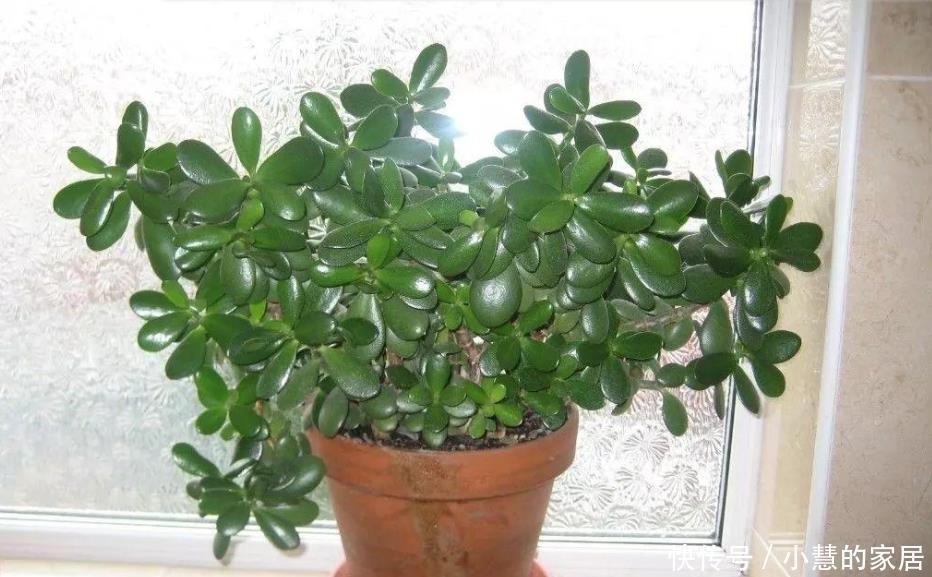 舒缓|这10种盆栽植物特别适合种在家里,能够舒缓压力、净化空气