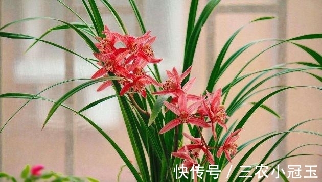 建兰|建兰怎么养得好? 建兰的养殖方法和注意事项