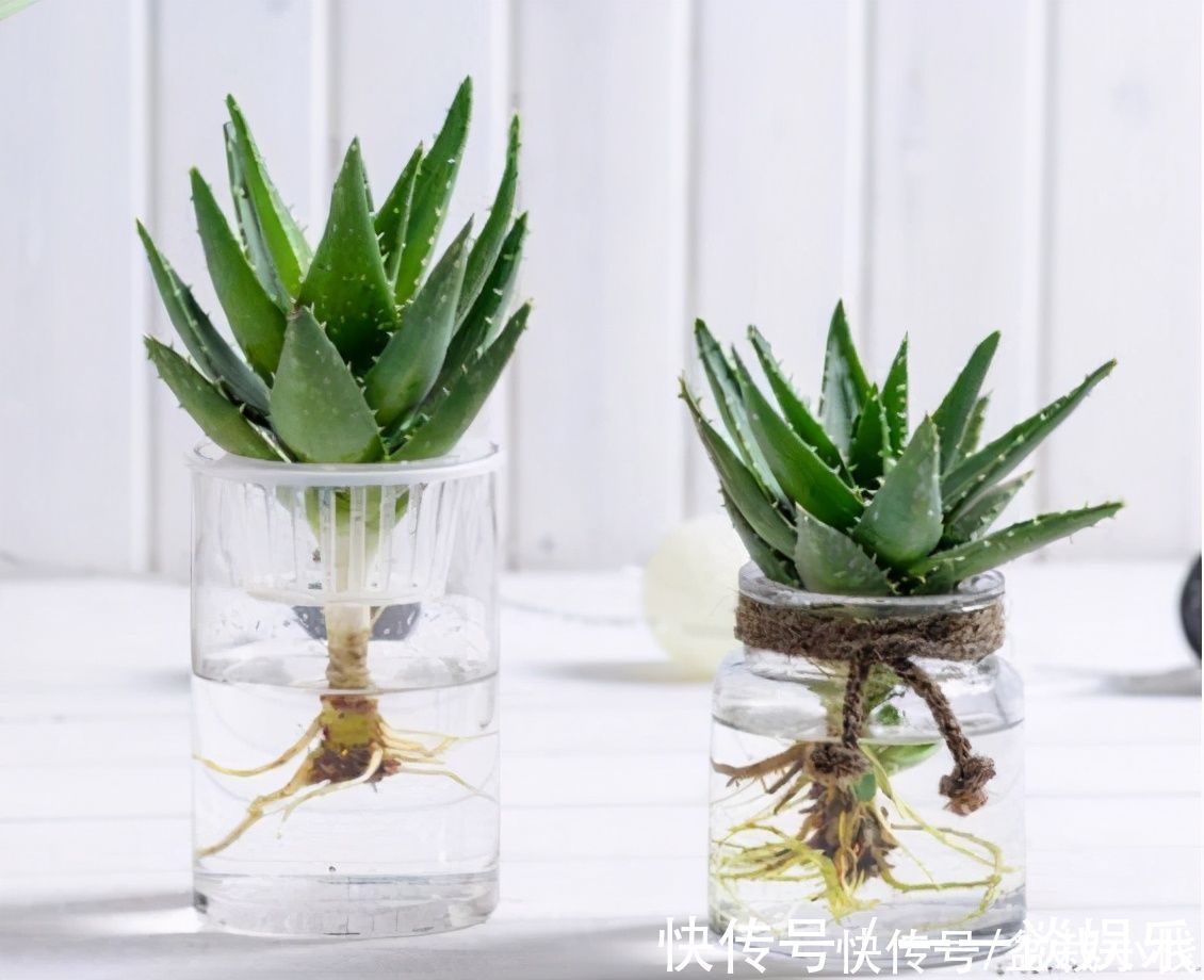 懒人花卉有哪些?6种花撒手养!关键还好看