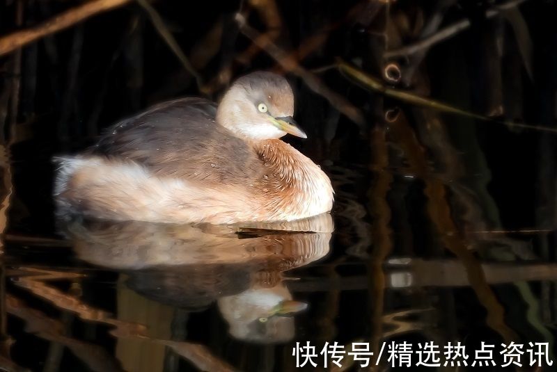 青海|冬日青海成鸟的天堂