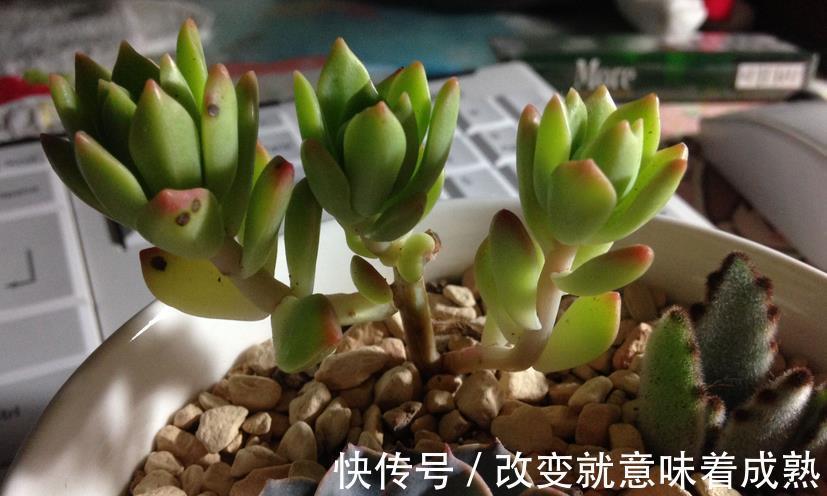 养多肉,新人入坑,记牢这3点,少走弯路,盆栽养得好