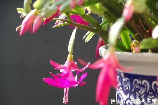 这两种盆栽还要买?摘片叶子,随手一插就能活,送人都送不完!