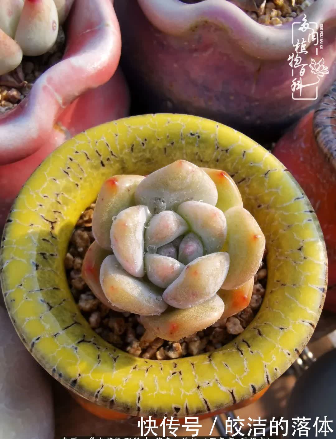 百度|我与多肉那些不得不说的故事!