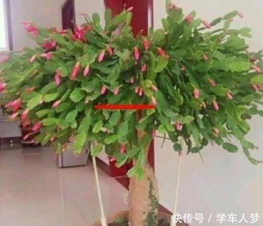 养花要“舍得剪”，把这6种花卉剪成“光杆子”，开花变成棒棒糖！