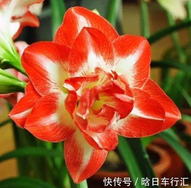 正月二十九,4种招财花适合养阳台,开花速度快,个个美的出奇!